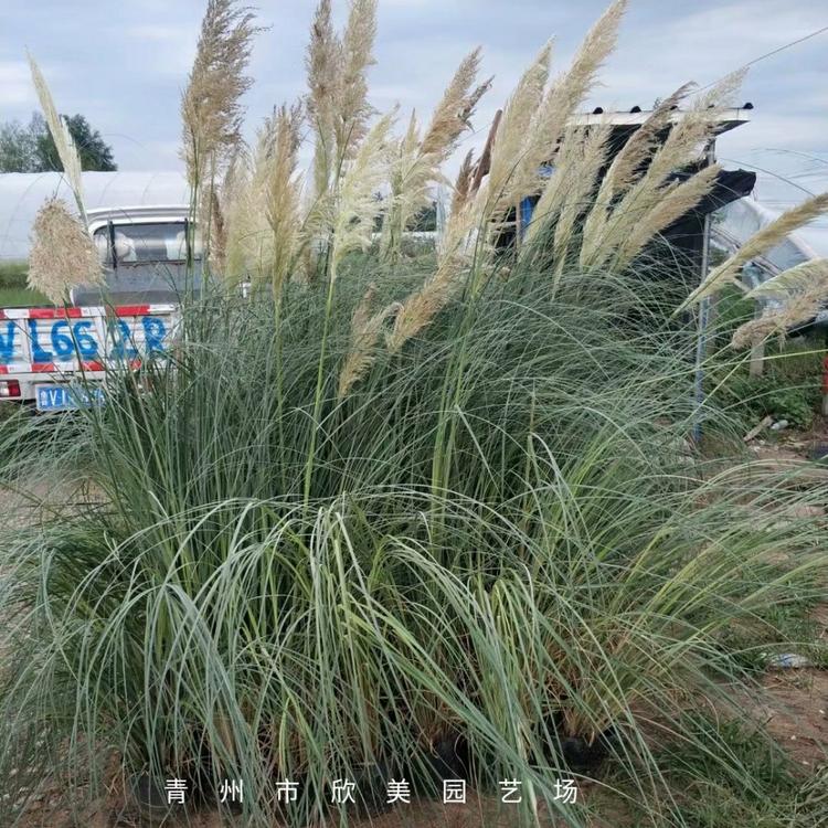 观赏草批发价格 花境观赏草矮蒲苇