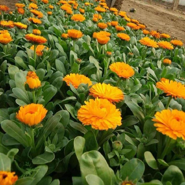 金盏菊 金盏花 江苏常春花 金盏菊价格 长生菊种植报价