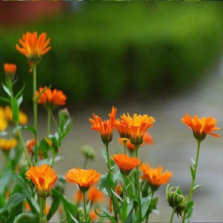 山东金盏菊 金盏菊金盏菊基地金盏菊种子批发金盏菊小苗
