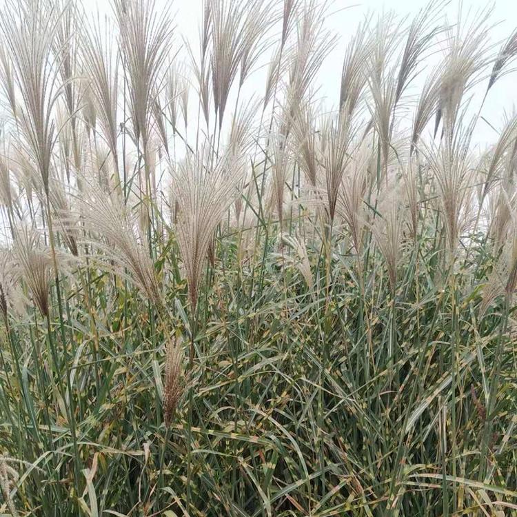 斑叶芒批发 青州斑叶芒 价格实惠