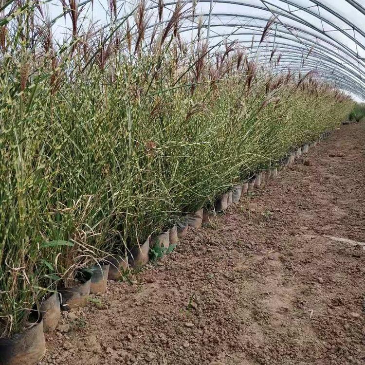 斑叶芒价格 斑叶芒种植基地 斑叶芒批发 金酒吧
