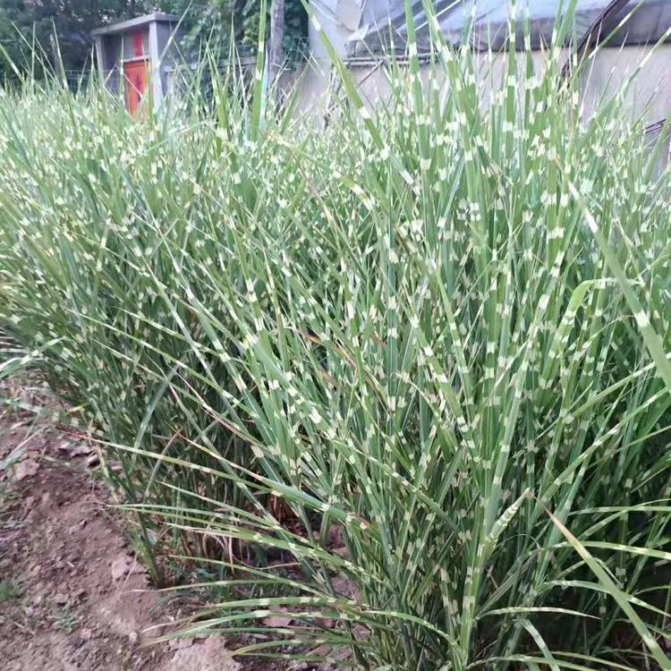 斑叶芒价格 斑叶芒种植基地 斑叶芒批发 量大从优