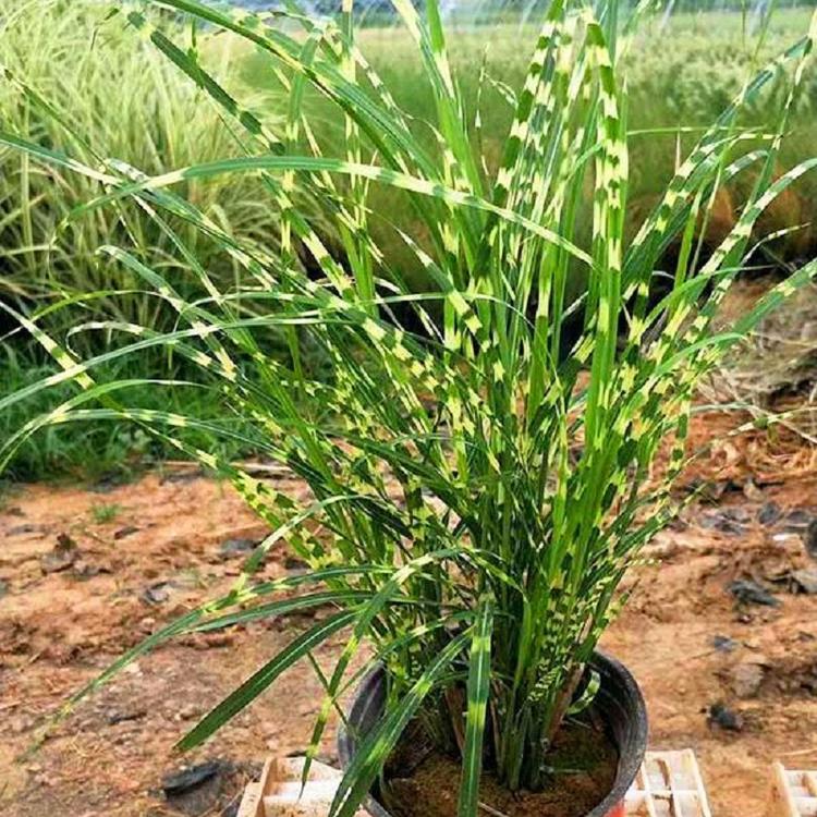 基地直销供应斑叶芒 水生植物 金酒吧 各种观赏草