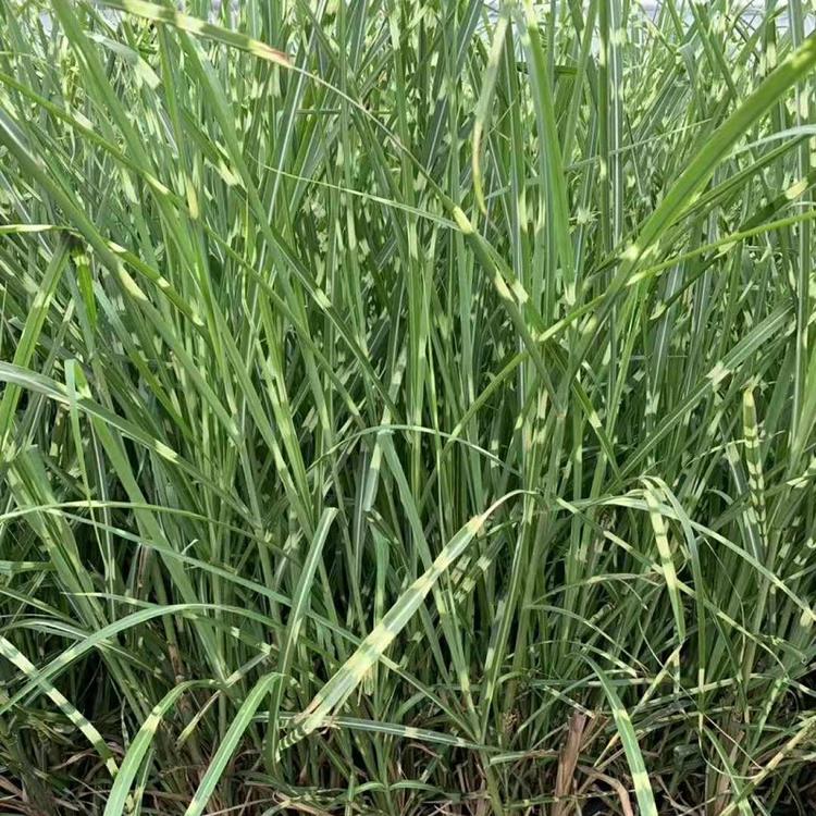 直销水生植物 斑叶芒 园林种苗 花叶芒斑叶芒基地