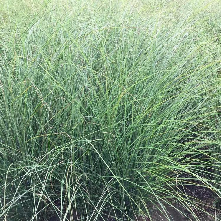 细叶芒价格 河南细叶芒 细叶芒基地直供
