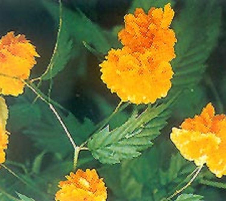 棣棠批发基地 棣棠花 棣棠直销 批发大量棣棠绿化工程专用