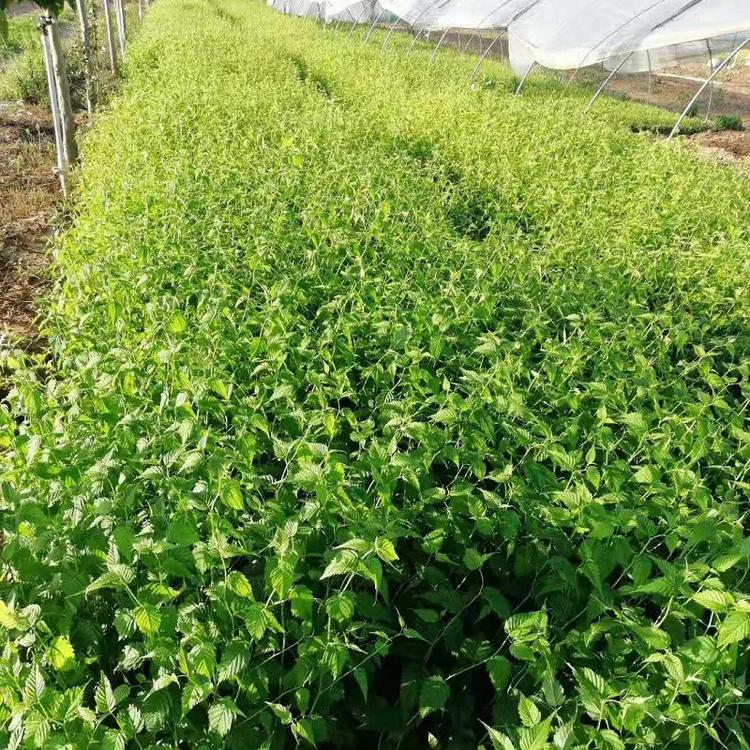 山东棣棠批发基地 青州种植棣棠