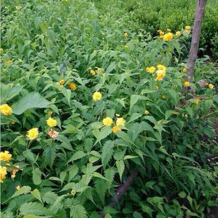 山东棣棠批发基地 青州种植棣棠 黄楼镇直销棣棠工程用苗