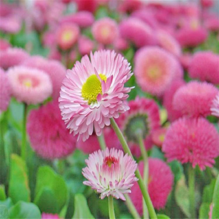 雏菊花卉雏菊种子批发 长命菊 延命菊价格 雏菊种子 厂家直销工程草花种子
