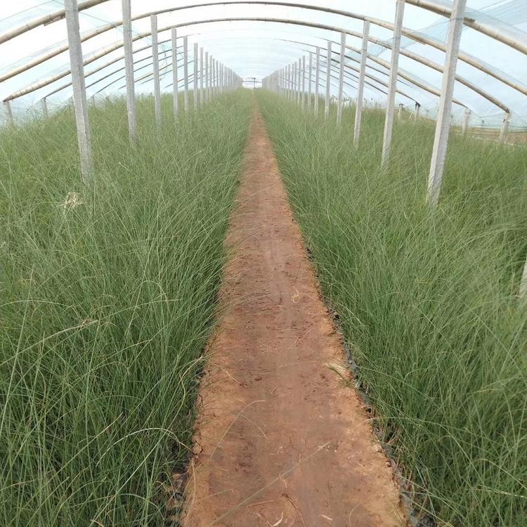 细叶芒供应商 细叶芒批发商 观赏草细叶芒种植基地