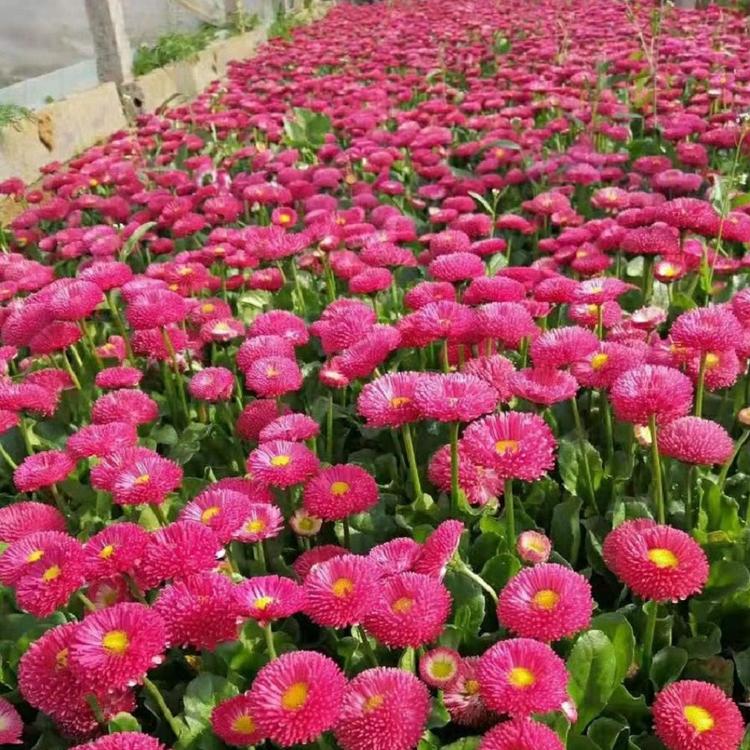 雏菊种植基地雏菊 雏菊盆栽