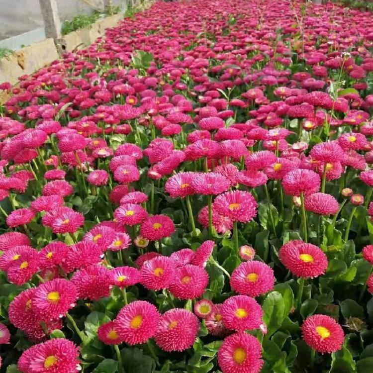 雏菊