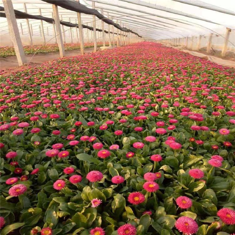 太阳菊批发基地
