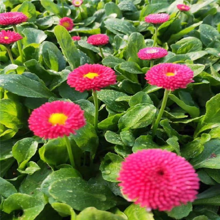 太阳菊批发基地 马头兰花双色盆 马头兰花价格-顺和花卉