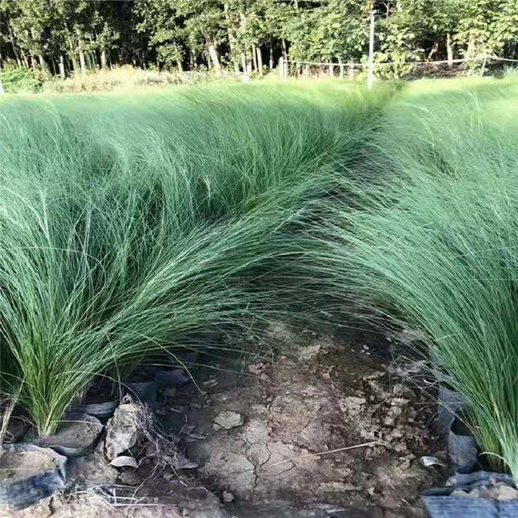 批发观赏草细茎针茅园林观赏植物小苗 工程绿化细茎针茅量大优惠