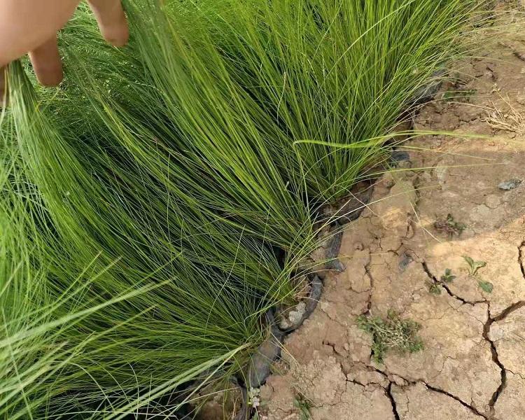 细茎针茅 大量出售墨西哥羽毛草 青州观赏草供应基地