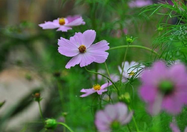大波斯菊基地批发 秋英 黄波斯菊花海
