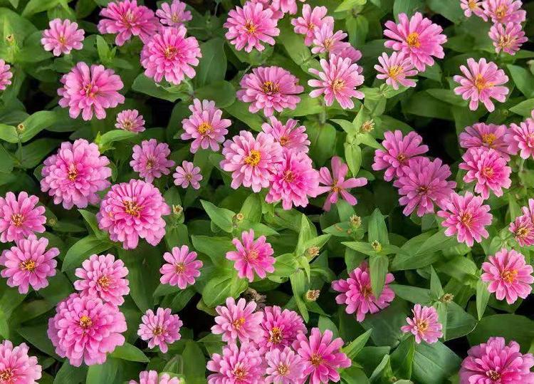 山东时令草花 百日草 步步高 庭院市政绿化工程