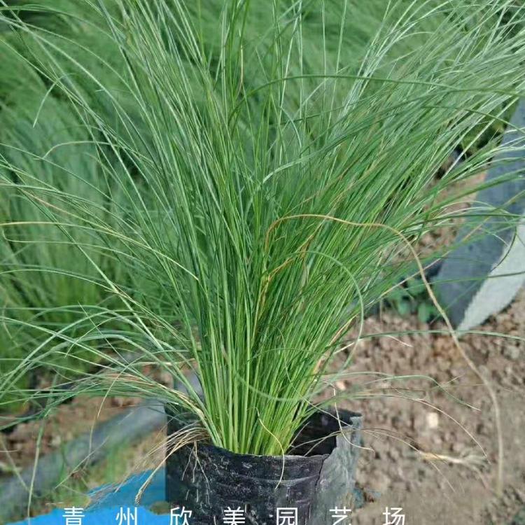 供应细叶针茅 山东细叶针茅批发价格 细叶针茅供应商 细叶针茅基地直销