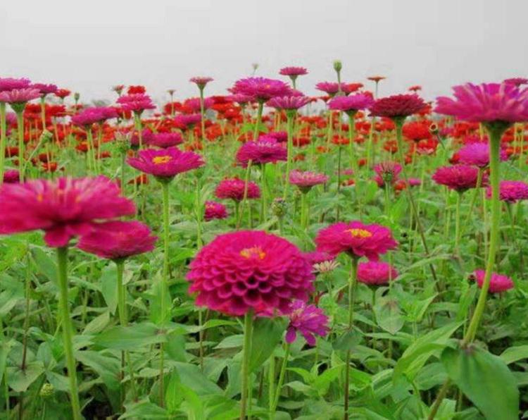 顺和花卉 百日菊别名百日草 百日草种子批发