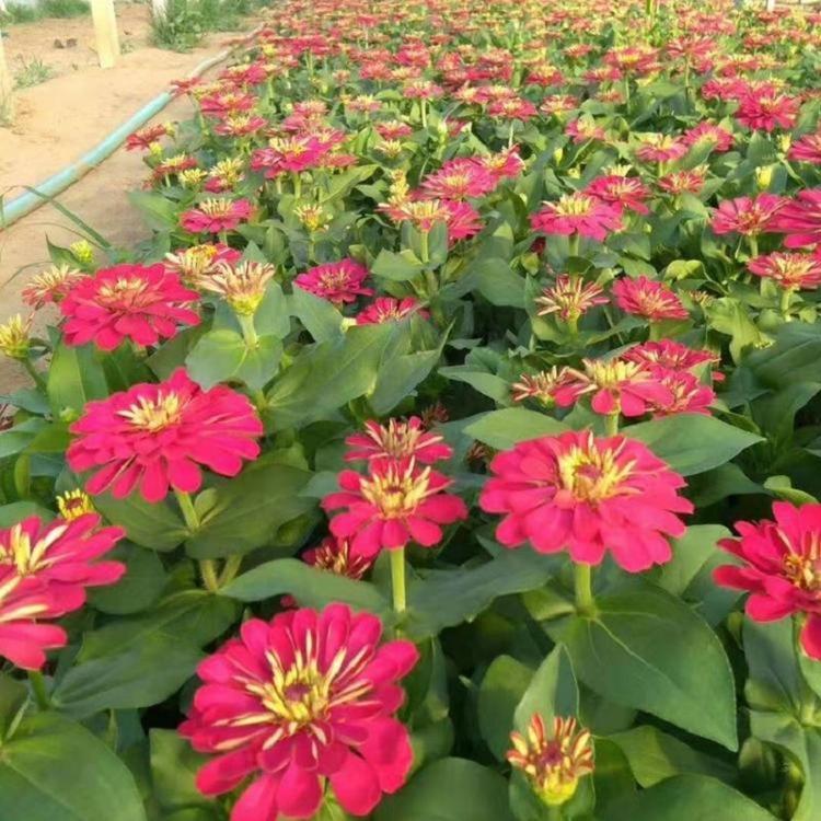 青州草花百日草基地 盆栽便宜百日草 多年生草本百日草