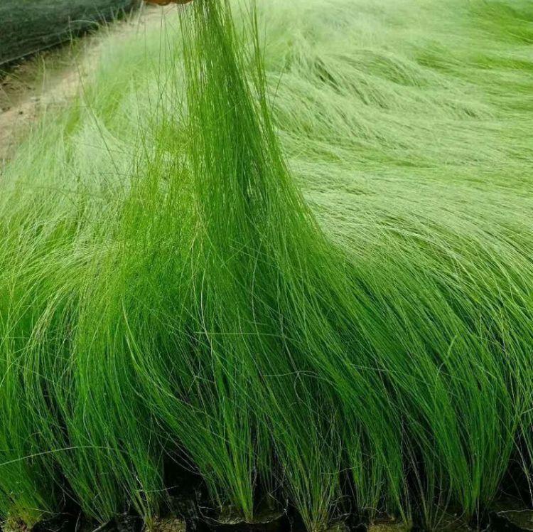 细茎针茅 大量出售墨西哥羽毛草 青州观赏草供应基地 顺和花卉
