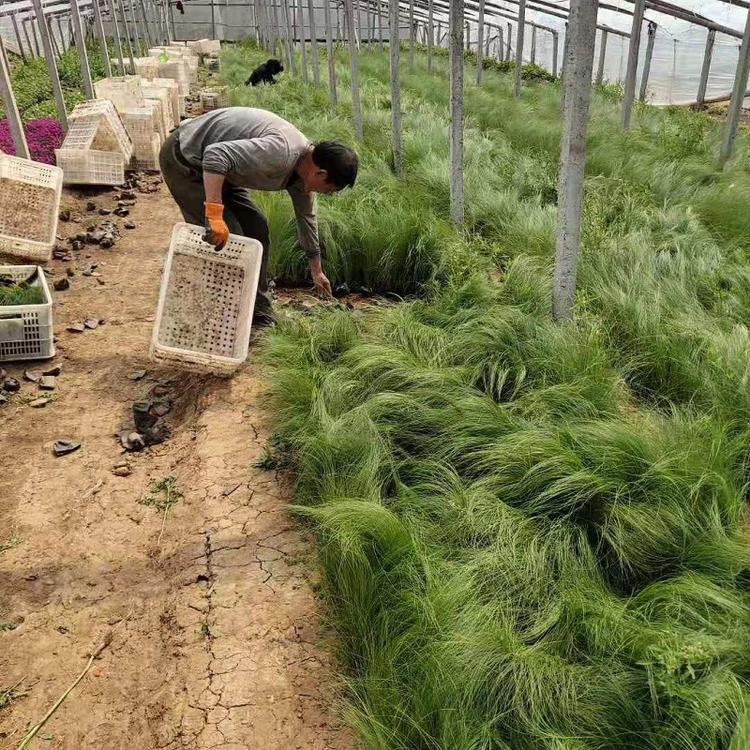 顺和花卉 细茎针茅 基地直销 墨西哥羽毛草 盆栽 品种齐全 量大优惠