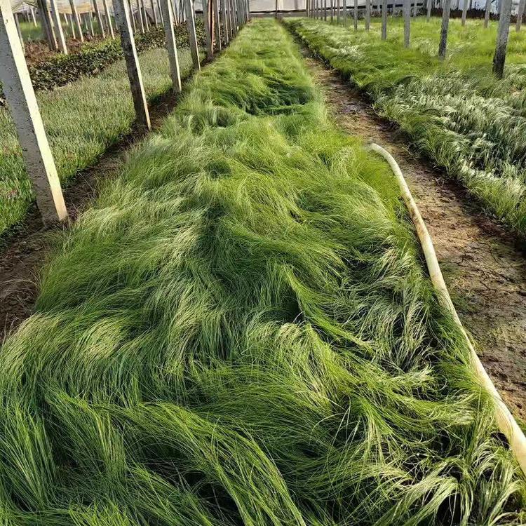 细茎针茅 基地直销 墨西哥羽毛草 盆栽 品种齐全 量大优惠
