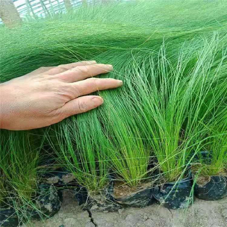 细茎针茅