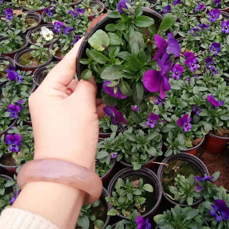 双色盆角堇现货供应 青州角堇市场行情 欢迎咨询凯洋花卉