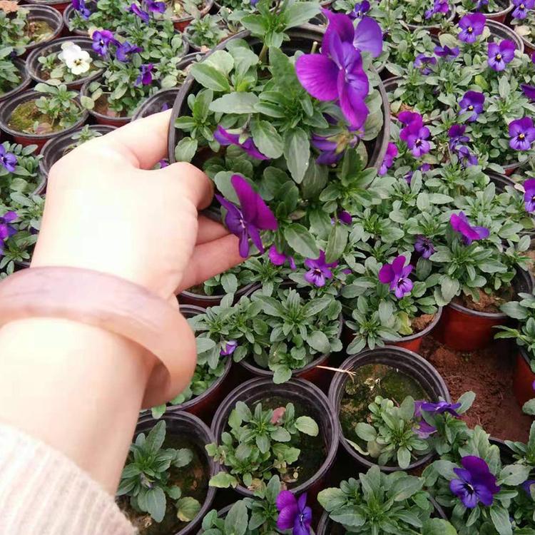 角堇基地种植 青州角堇市场行情 凯洋大量供应角堇