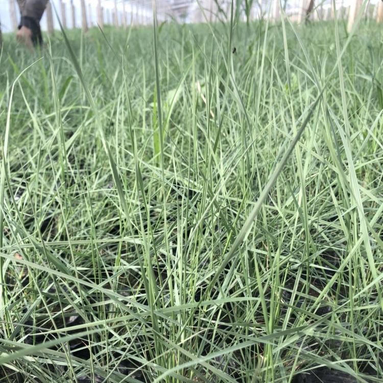 粉黛乱子草基地 网红草 粉黛乱子草价格 求购粉黛乱子草杯苗 网红草粉红色花海