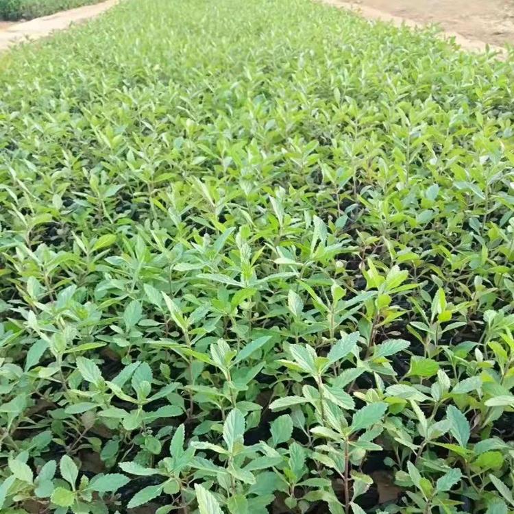 柳叶马鞭草批发 马鞭草基地直销 柳叶马鞭草低价处理 马鞭草基地供应商
