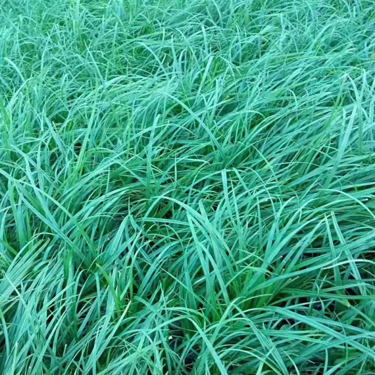 青绿苔草批发 山东青绿苔草 青绿苔草价格 青绿苔草种植基地