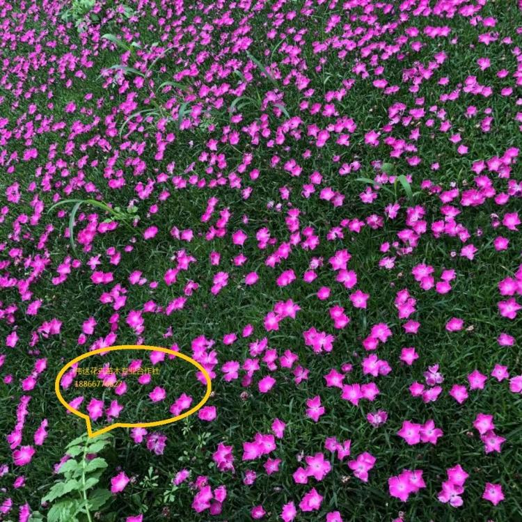 大量出售欧石竹 欧石竹多少钱 欧石竹种植基地 欧石竹批发 双色盆欧石竹 营养钵欧石竹