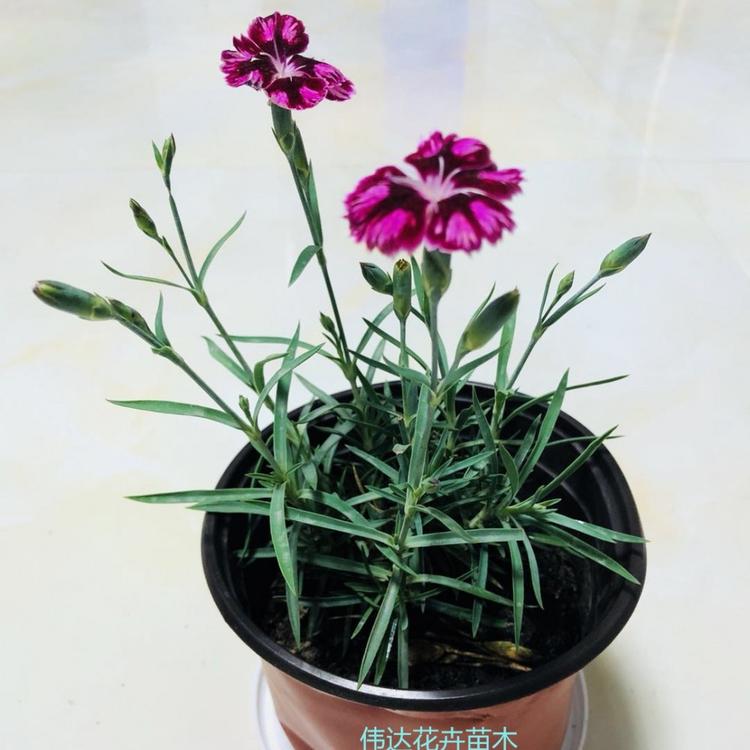 彩虹石竹穴盘苗 草坪石竹 彩虹石竹价格 黄楼彩虹石竹基地 山东彩虹石竹