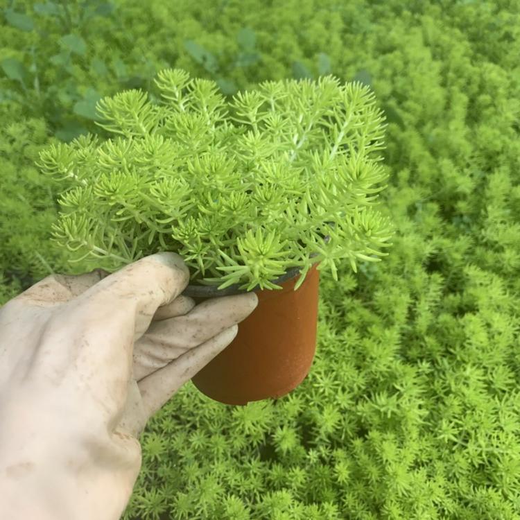 山东佛甲草黄金条 黄金条价格 黄金条种植基地 金叶佛甲草批发 营养钵佛甲草黄金条