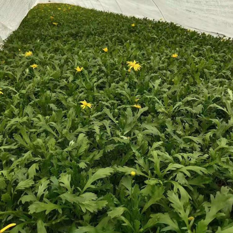 山东木春菊基地 茼蒿菊 玛格丽特 木茼蒿 木春菊价格 宿根草花花卉