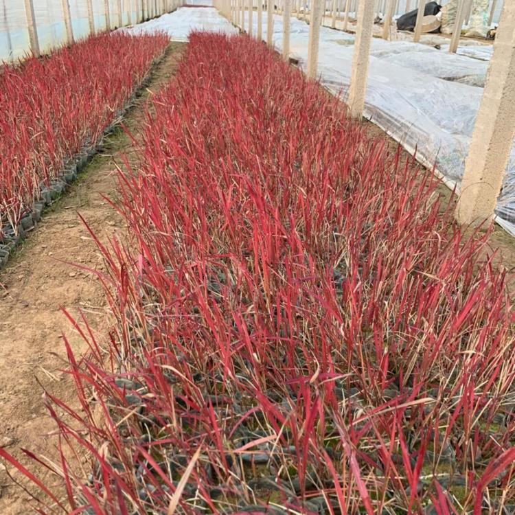 日本血草种植基地 山东青州日本血草营养袋大量供应 日本血草大杯小杯 日本血草多少钱