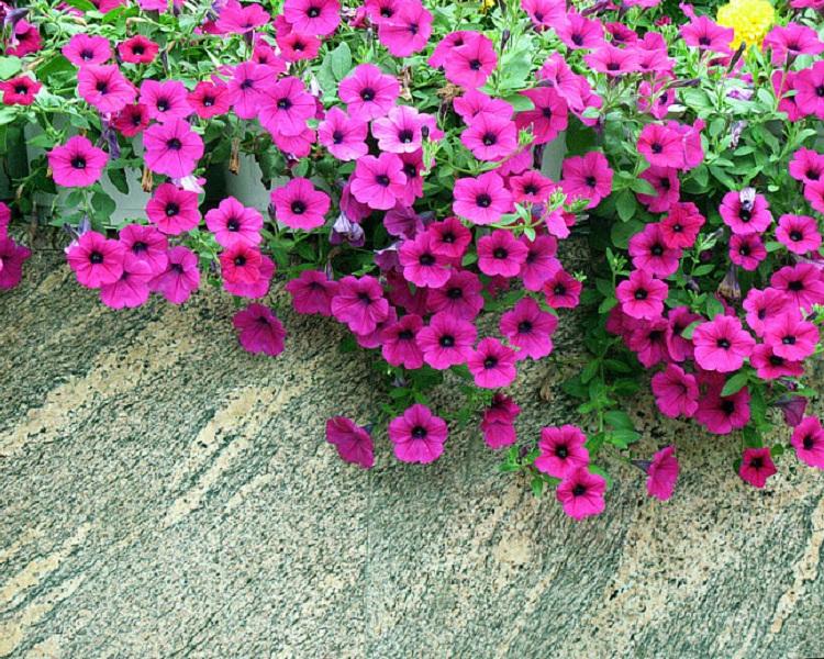 蓝色垂钓牵牛批发 盆栽粉色垂钓矮牵牛种植基地 绿化租摆 花坛点缀
