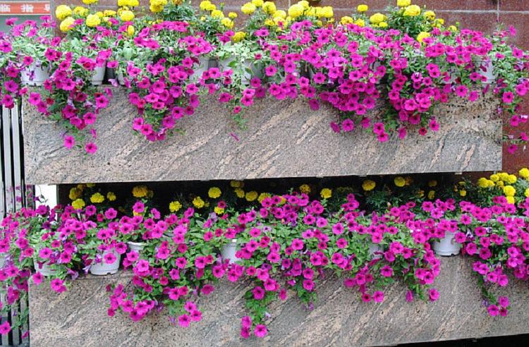 青州矮牵牛 垂吊牵牛价格 时令草花 盆栽 四季花卉 工程园林市政工程