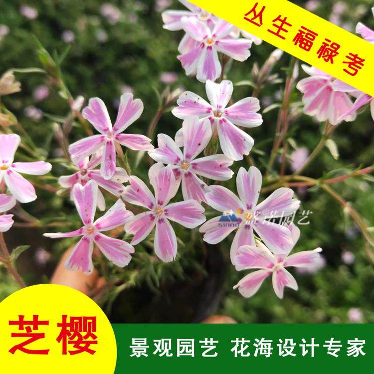 芝樱 芝樱花苗 芝樱小苗 芝樱种苗 芝樱苗 芝樱扦插苗 宿根地被花卉 芝樱批发 批发基地 源头货源
