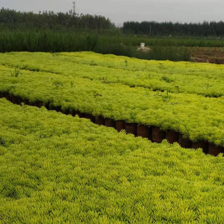 批发黄金佛甲草 江苏佛甲草苗培育基地 大量现货供应