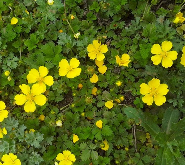 山东蛇莓种植基地 蛇莓批发价格 蛇莓产地