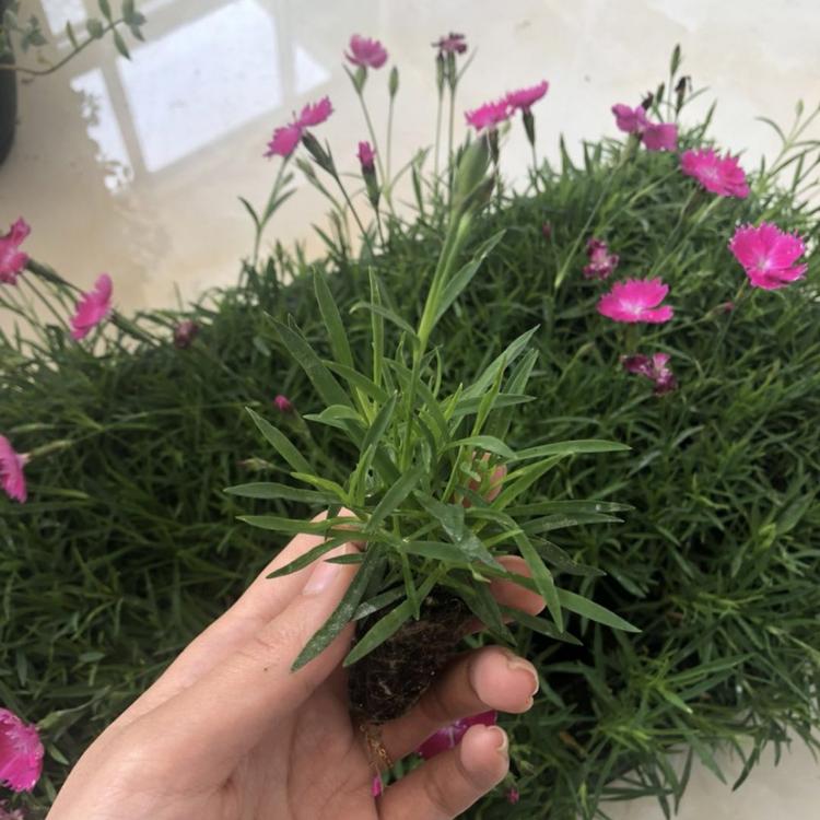 欧石竹穴盘苗价格 绿化草坪专用欧石竹 山东青州欧石竹基地 双色盆欧石竹