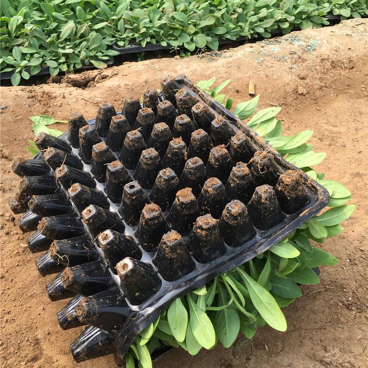 穴盘苗基地批发 矮牵牛小苗苗圃
