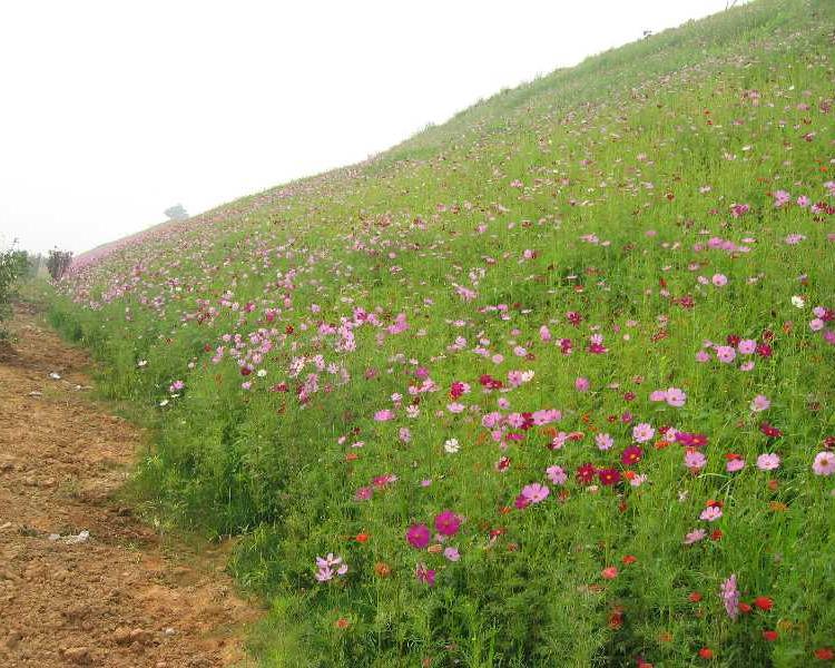 山东波斯菊格桑花种植基地 波斯菊价格 波斯菊批发销售