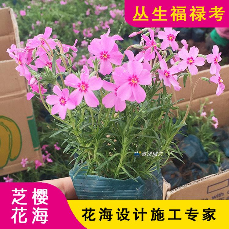 芝樱小苗批发 基地直供好芝樱苗 南方芝樱