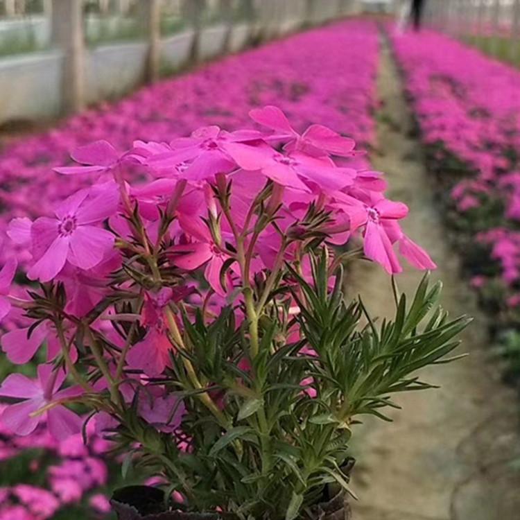 青州基地 达利尔 优质丛生福禄考小苗 达丽尔苗 宿根花卉 芝樱花苗 福禄考种子 批发基地