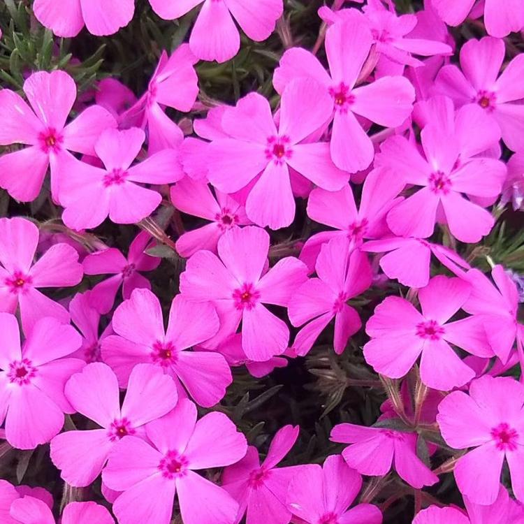 丛生福禄考 粉丝芝樱花海 北方芝樱花苗